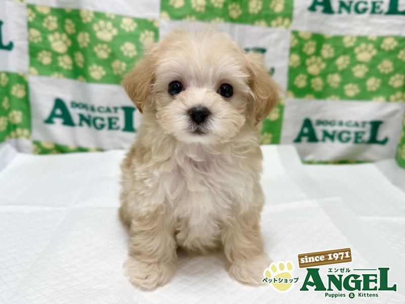 ミックス 犬（マルプー）