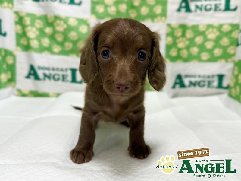 ミニチュアダックス