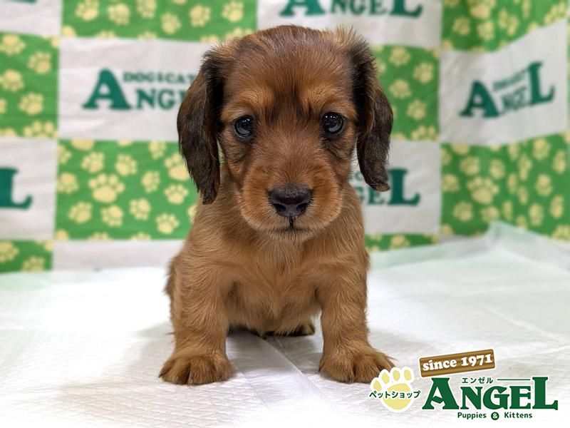 ミニチュアダックス