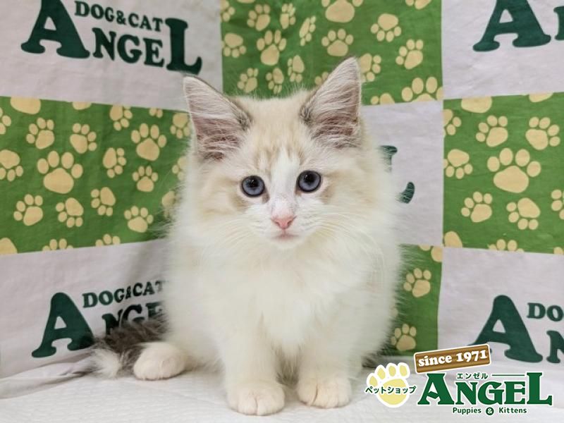 ネヴァマスカレード