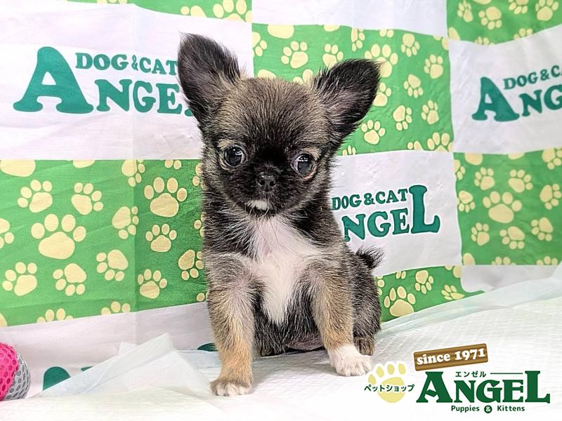 チワワ・ロング