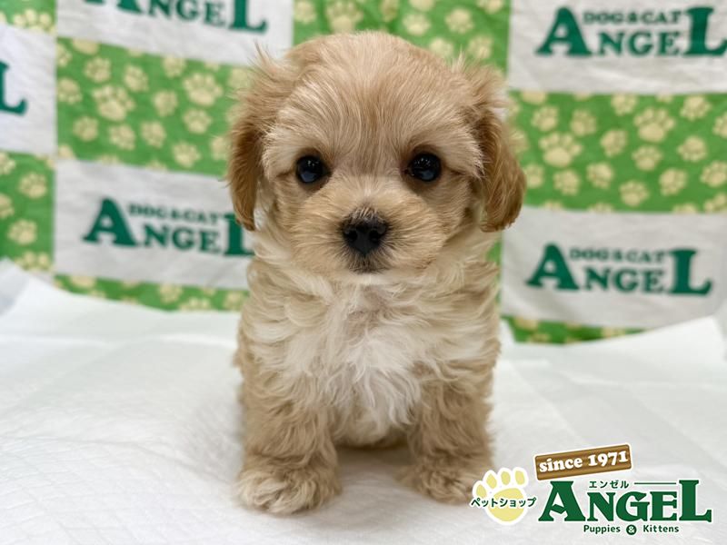 ミックス 犬（マルプー）