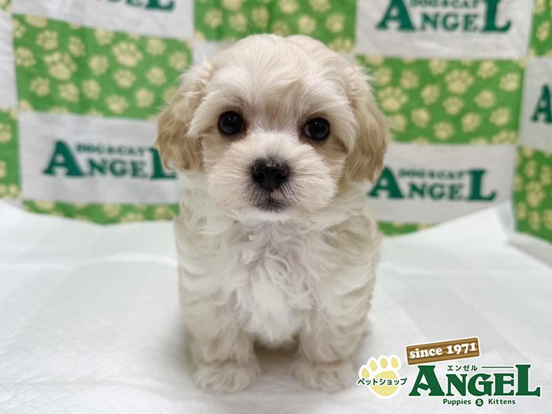 ミックス 犬（マルプー）