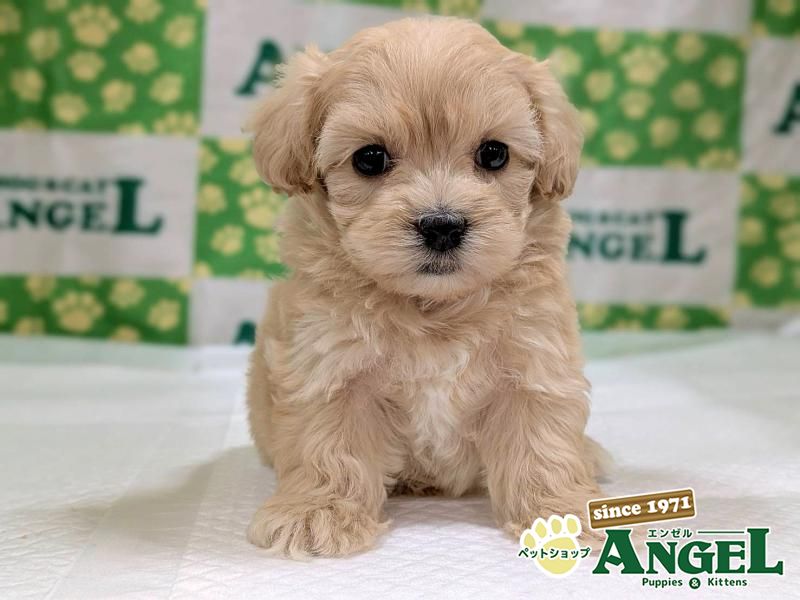 ミックス 犬（マルプー）