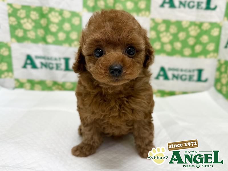 トイプードル（タイニーサイズ）