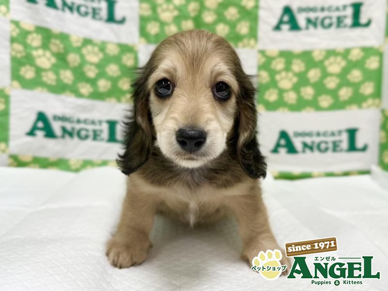 ミニチュアダックス