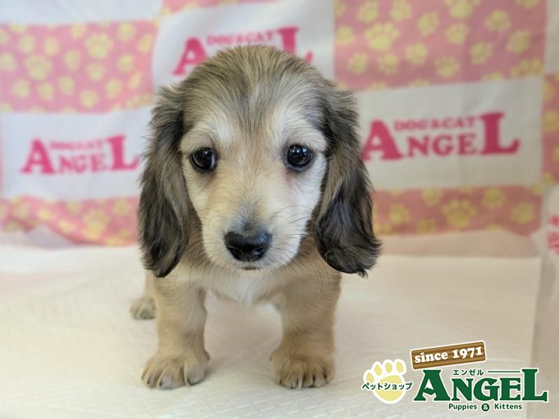 ミニチュアダックス