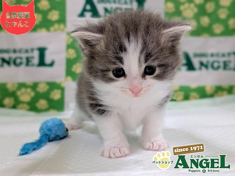 ミックス 猫（Mix）