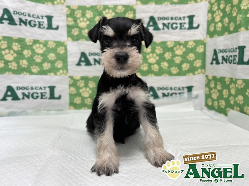 ミニチュアシュナウザー