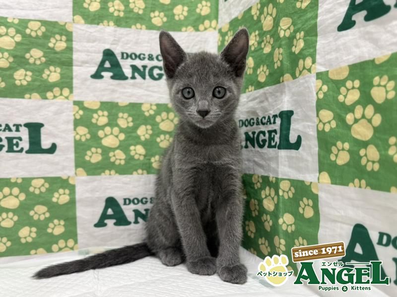 ロシアンブルー