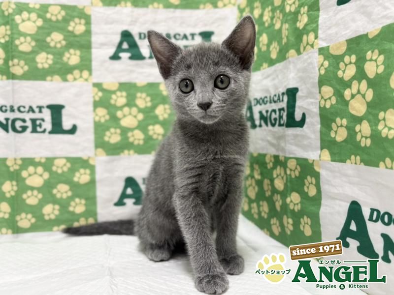 ロシアンブルー