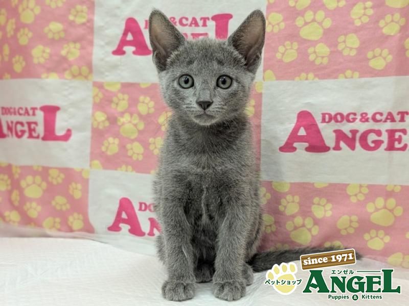 ロシアンブルー