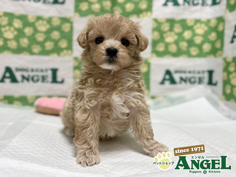 ミックス 犬（マルプー）