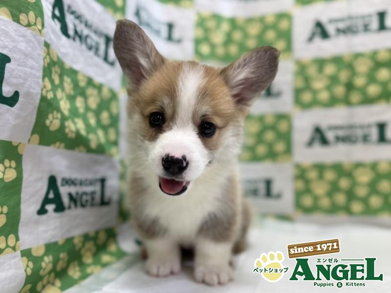 ウェルシュコーギー