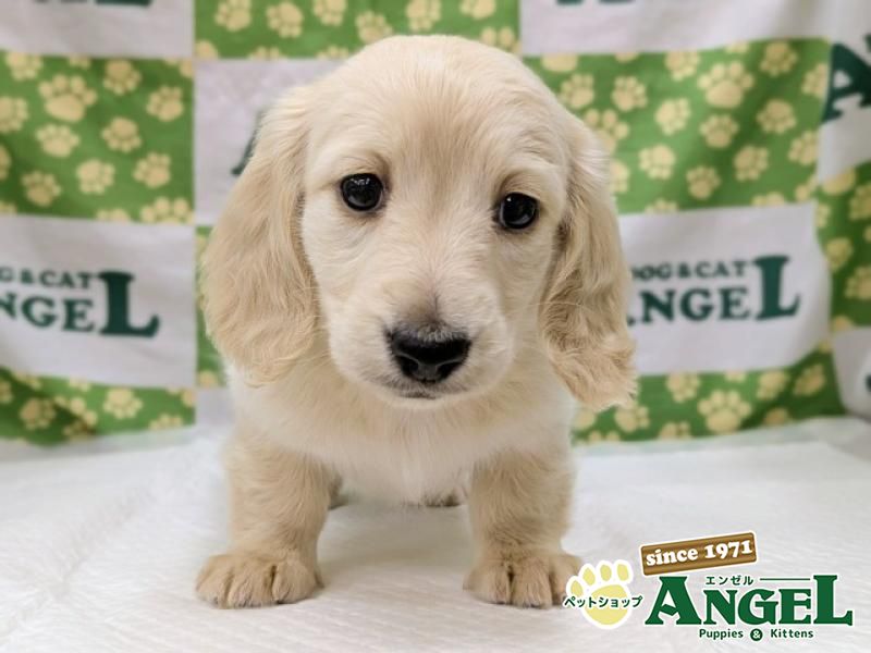 ミニチュアダックス