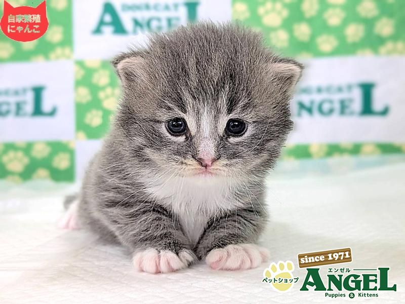 ノルウェージャンFC