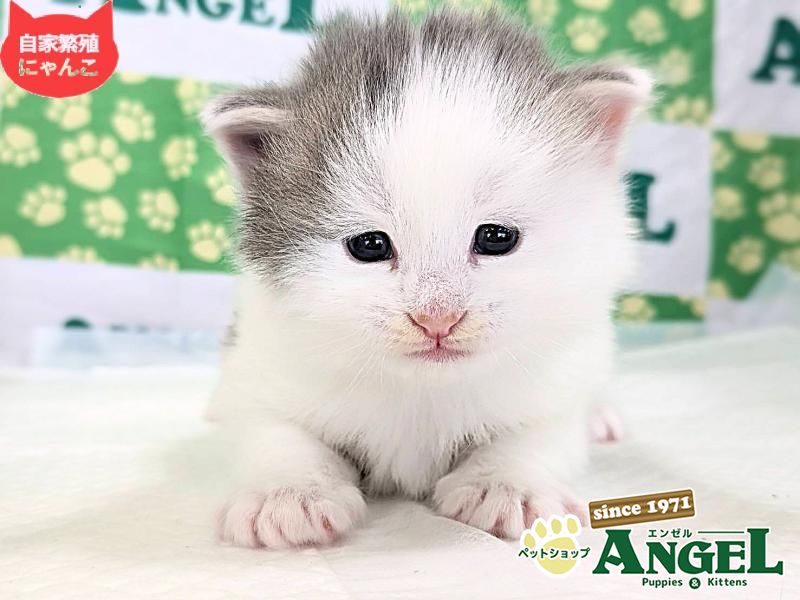 ノルウェージャンFC