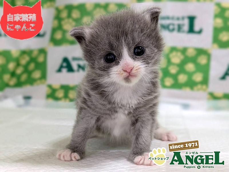 ミックス 猫（Mix）