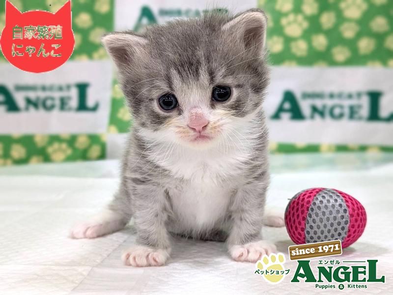 ミックス 猫（Mix）