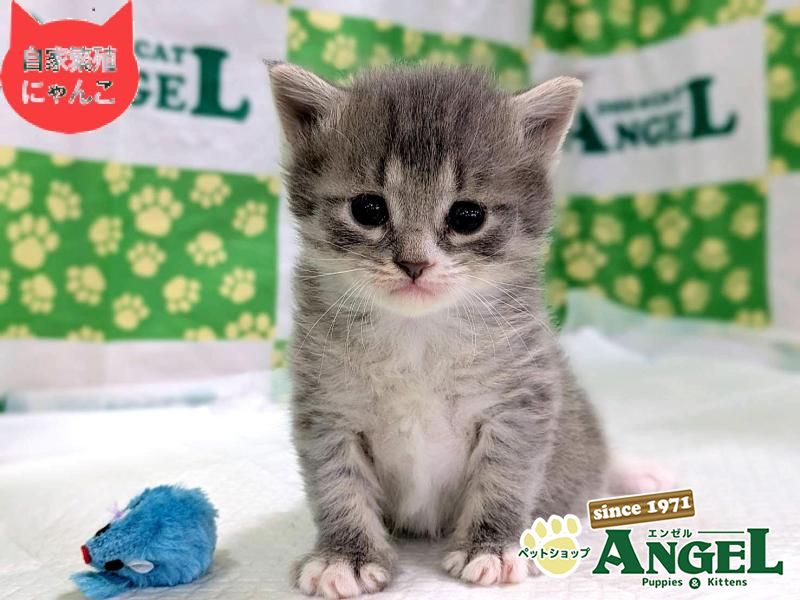 ミックス 猫（Mix）