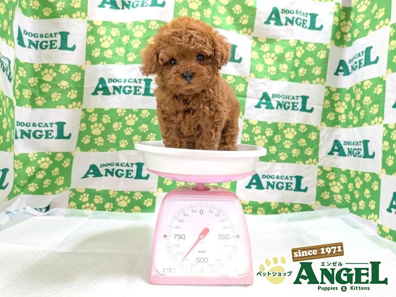 トイプードル（Tカップサイズ）