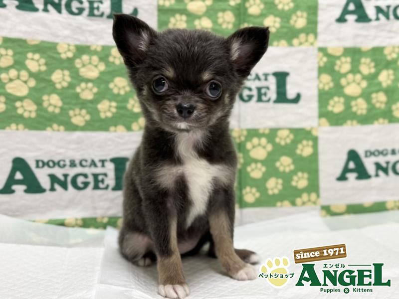 チワワ・ロング