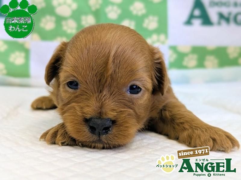 ミックス 犬（Mix）