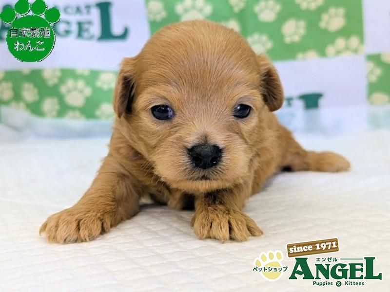 ミックス 犬（Mix）