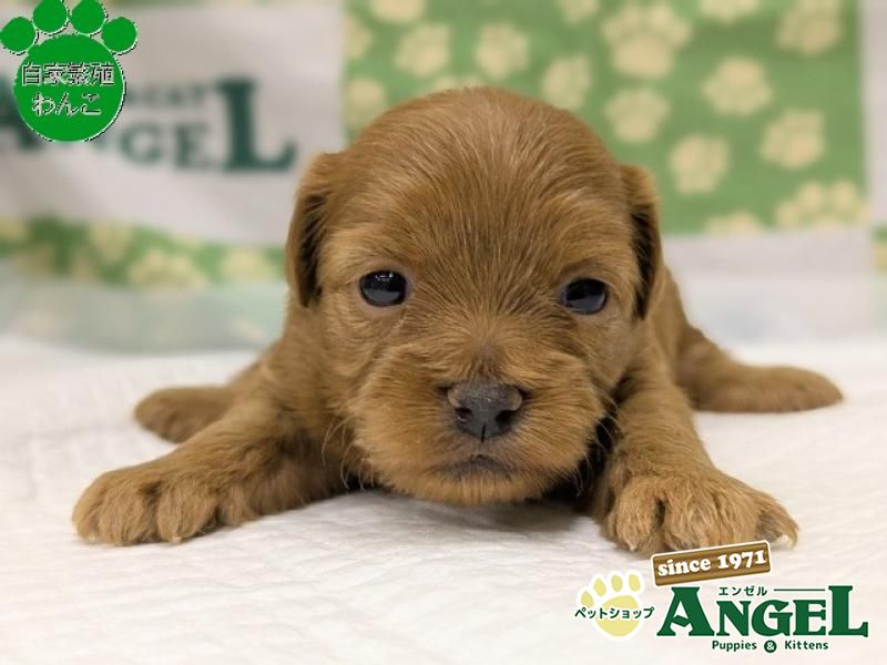 ミックス 犬（Mix）