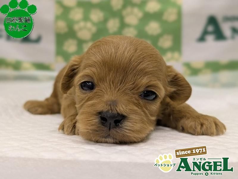 ミックス 犬（Mix）