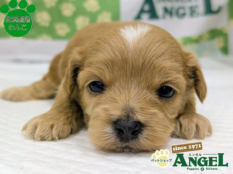 ミックス 犬（Mix）