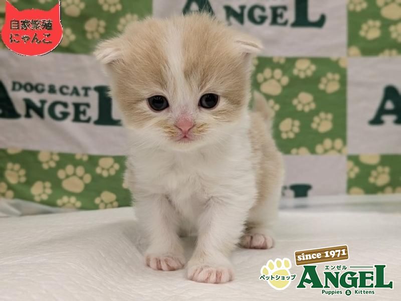 スコティッシュフォールド