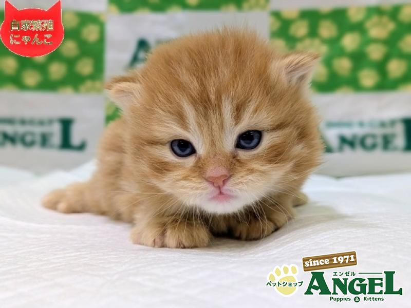 スコティッシュフォールド