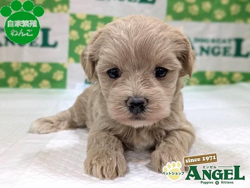 ミックス 犬（マルプー）