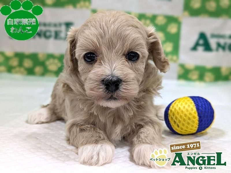 ミックス 犬（マルプー）