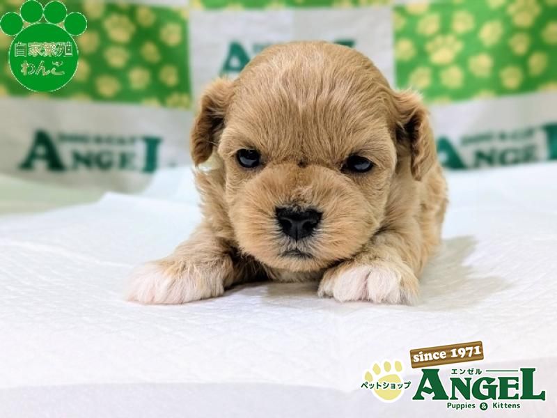 ミックス 犬（マルプー）