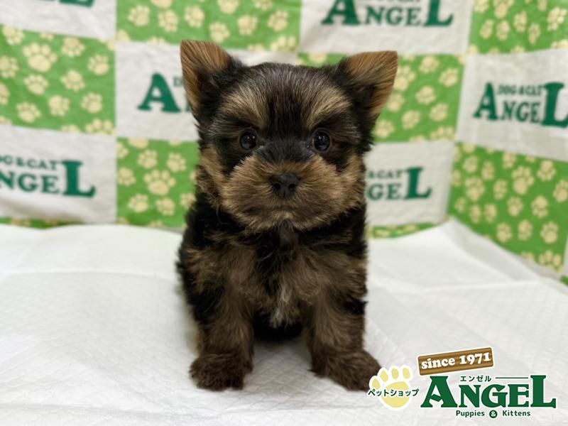 ヨークシャーテリア