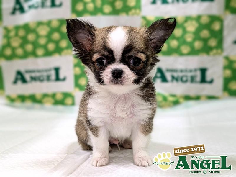 チワワ・ロング