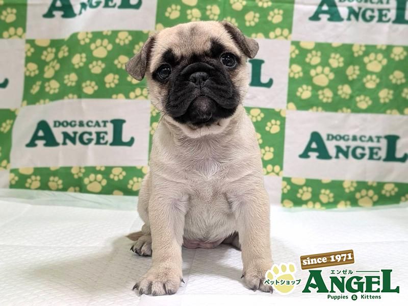 ミックス 犬（Mix）