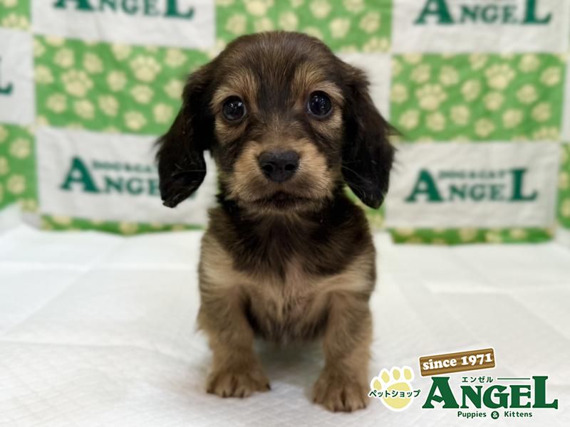 ミニチュアダックス