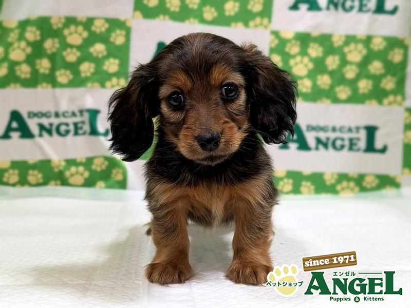 ミニチュアダックス