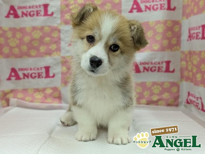 ウェルシュコーギー