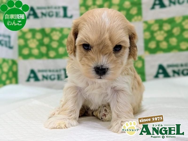 ミックス 犬（マルプー）