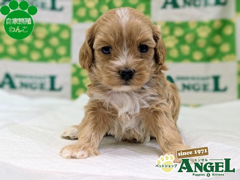 ミックス 犬（マルプー）