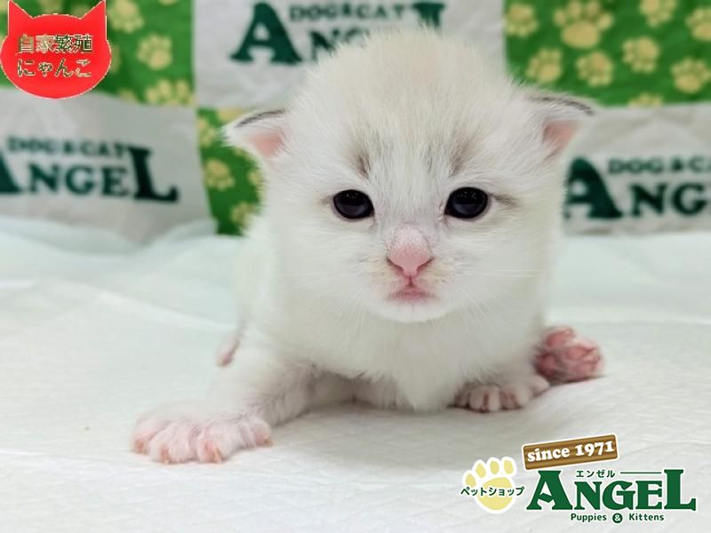 ネヴァマスカレード