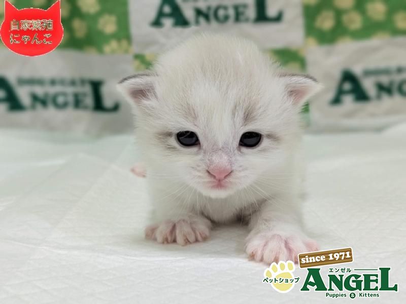 ネヴァマスカレード