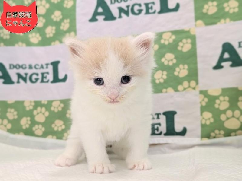 ノルウェージャンFC