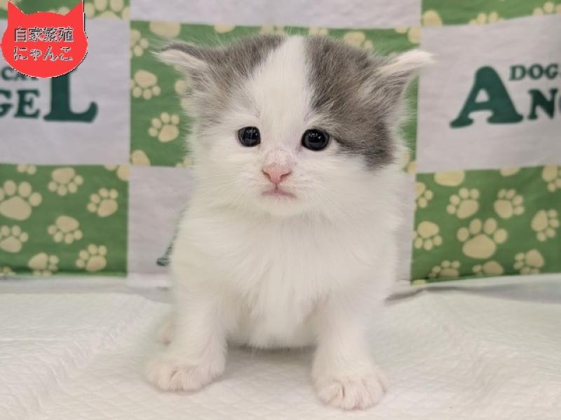 ノルウェージャンFC