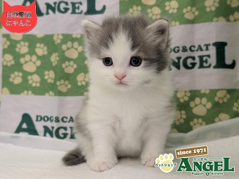 ノルウェージャンFC