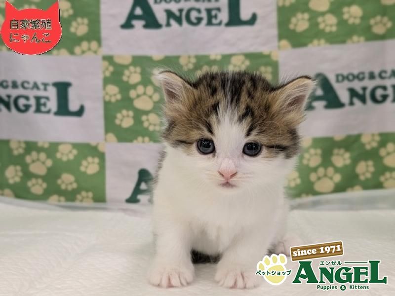 ノルウェージャンFC